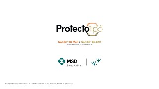 Protectotipo™ la solución de MSD contra la bronquitis infecciosa en aves [upl. by Larkins955]