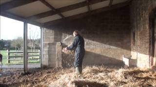 bedding down young cattle with wheat straw [upl. by Ko]