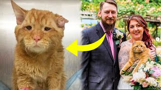 Couple Adopts The Saddest Cat And An Hour Later Something Incredible Happens [upl. by Bright]