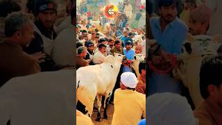 Bull Race 2024 in Pakistan bullrace gujarkhan youtubeshorts shortsvideo pothwar [upl. by Eugatnom150]