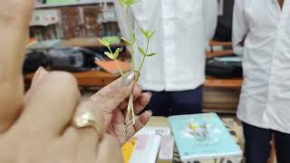 cotyledonsबीजपत्रmonocot Dicot [upl. by Ymmor]