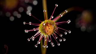 Drosera menziesii vs Fish Food [upl. by Reginnej]