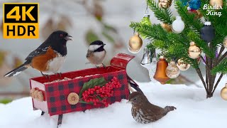 Cat TV for Cats to Watch 😻 Squirrel SingsBirds in Christmas Wonderland 🐿️ 8 Hours 4K HDR [upl. by Aisyram]