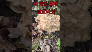 버섯계의 군계일학 보호버섯 Granted an Audience with Emperor of Mushrooms the Grifola frondosa [upl. by Anera913]