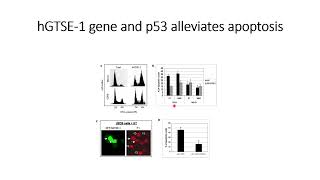 hGTSE1 gene and p53 alleviates DNA damageinduced apoptosis Part 1 Code 257 [upl. by Dionne246]