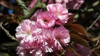 Cherry Blossoms  Kwanzan Cherry Tree [upl. by Illona]