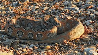 Russell Viper The Deadly Asian Serpent [upl. by Nylaroc]