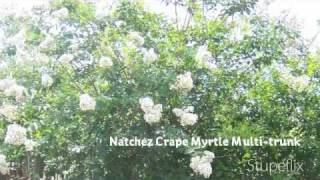 Crape Myrtles at Matlack Tree Farm in Clermont FL [upl. by Himelman]