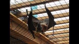 The Biggest Bat in the World  Flying Fox [upl. by Sitto]