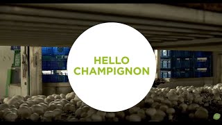 Hello Chef  Hello champignon  HelloFresh [upl. by Annaul]