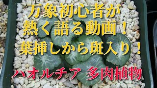 【多肉植物】万象初心者が熱く語る 葉挿しからオーロラ錦！ハオルチア how to grow Succulents haworthia maughanii ビザールプランツ [upl. by Sirhc]