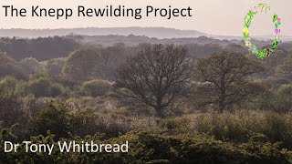 The Knepp Rewilding Project [upl. by Shaper990]