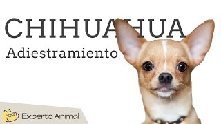 Adiestramiento del chihuahua [upl. by Alur]