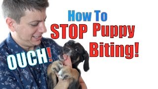 How to Train a Puppy NOT to BITE [upl. by Lea766]