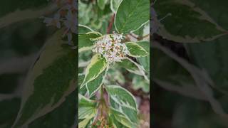 CORNUS alba Sibirica Variegata flowers [upl. by Aerdnaek]