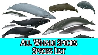 All Whale Species  Species List [upl. by Wei]