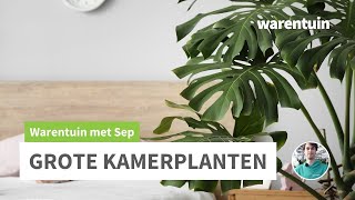 Hoe plant ik een grote kamerplant [upl. by Nunnery]