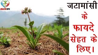 जटामांसी के फायदे – Jatamansi Spikenard Benefits in Hindi [upl. by Terence709]