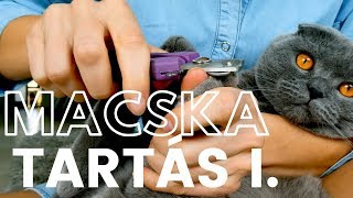 MACSKATARTÁS I  higiénia alom karomvágás fürdetés [upl. by Ulric]