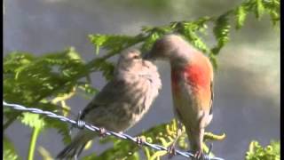 Les Oiseaux de Corrèze N°2Les oiseaux familiers mais discrets [upl. by Yoshio]