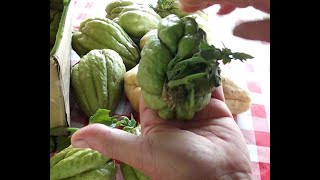 Cómo preparar y plantar correctamente el chayote o papa del aire Sechium edule guatila cidra chuchu [upl. by Nordgren]