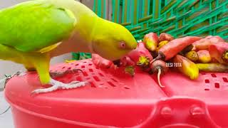 Green Chilli New Video  Parrot Amazing Video [upl. by Stiruc899]