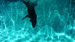 Nyha  Spanish Water Dog Diving for Toy [upl. by Lowis]