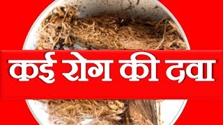 Jatamansi Herb Spikenard Benefits For Migraine Relief In Ayurvedic Treatment  जटामांसी के फ़ायदे [upl. by Lali107]