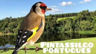 canto de pintassilgo português [upl. by Ayekahs954]