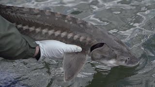 Sturgeon Fishing in Oregon in the spring in the early season [upl. by Kostman876]