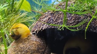 தமிழ் ☘️ 🐠🐌 Introduction to Natural Fish Tank Tamil ☘️ 🐠 🐌 [upl. by Rbma]