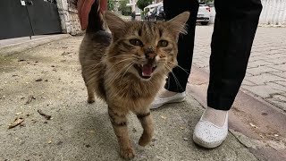 Fluffy tabby cat meowing so cute [upl. by Philipa163]