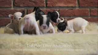 French Black and White Pied Bulldog Litter of Puppies by Oliver Bulldogs [upl. by Nnaytsirk475]