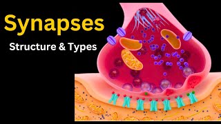 Synapses explored from Chemical to Electrical synapses Structure Types and More [upl. by Assirehs]