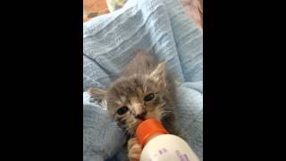 Foster Kitten  Bottle Feeding Little Lynnette [upl. by Kriste]