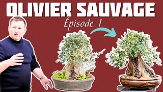 Rempotage dun Olivier Sauvage  Épisode 1  🌱 NEJIKAN BONSAI 🌱 [upl. by Aala]