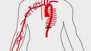 Descending Thoracic Aorta Branches  Anatomy Made Easy [upl. by Anetta]