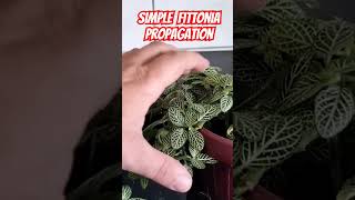 3 simple Fittonia propagation plants garden houseplants flowers propagation [upl. by Iago601]