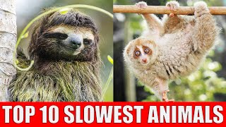 TOP 10 Slowest Animals  Learn Slowest Animals in The World [upl. by Adnohral]