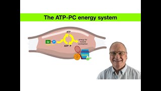 The ATPPC energy system highintensity anaerobic energyproduction creatinesupplement creatine [upl. by Nomad]