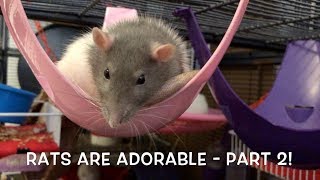 Rats are ADORABLE  Cute Rats Compilation Part 2 [upl. by Sitoiyanap]