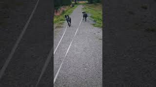 wandelen bij vliegveld namsos noorwegen dogs labradors honden [upl. by Ettennig]