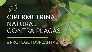 Cipermetrina natural para controlar las plagas de las plantas [upl. by Affay]