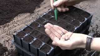 How to sow sweet pea seeds [upl. by Neehs]