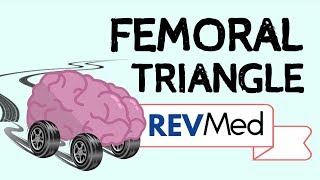 The Femoral Triangle under 5 mins  Anatomy [upl. by Bridgette]