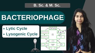 BACTERIOPHAGE  Lytic Cycle  Lysogenic Cycle  B Sc amp M Sc [upl. by Artied]