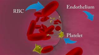 Mechanism of Blood Coagulation  Blood Coagulation Cascade [upl. by Pryce]