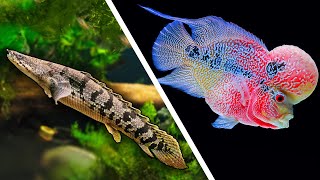 Top 5 LARGE Fish For Your Aquarium [upl. by Aveline]