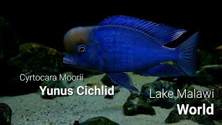 Cyrtocara Moorii Blue Dolphin Yunus Cichlid [upl. by Caputo15]