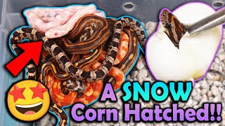 Mystery Corn Snakes Hatching [upl. by Cottrell395]